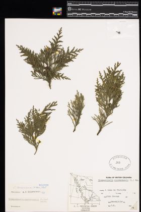 Image representing Chamaecyparis lawsoniana.