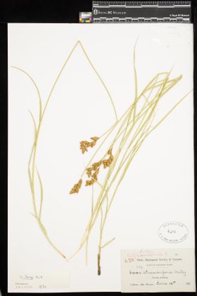 Image representing Carex ovalis.