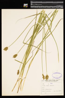 Image representing Carex aenea.