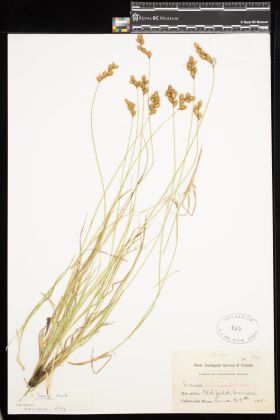 Image representing Carex ovalis.