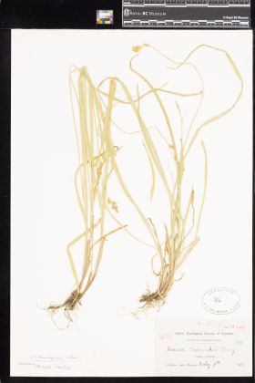 Image representing Carex deweyana.