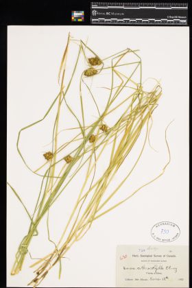 Image representing Carex athrostachya.