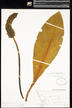 Image representing Lysichiton americanum.