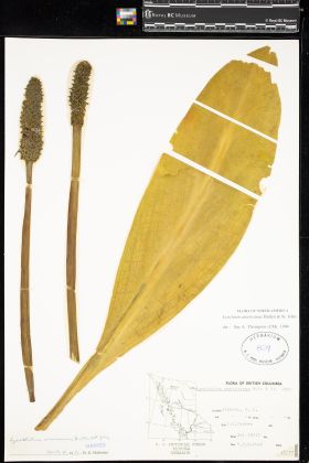 Image representing Lysichiton americanum.