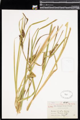Image representing Carex exsiccata.