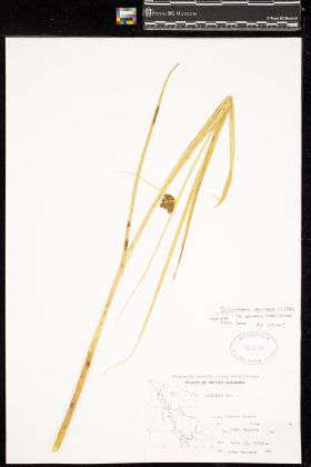 Image representing Bolboschoenus maritimus var. paludosus.