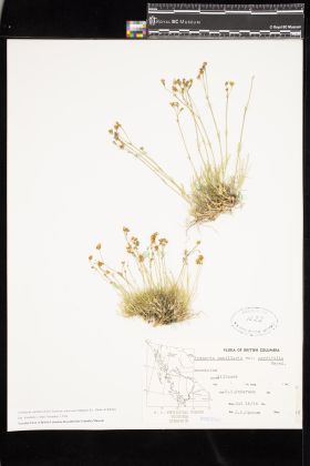 Image representing Eremogone capillaris var. americana.