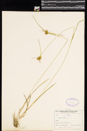 Image representing Carex flava.