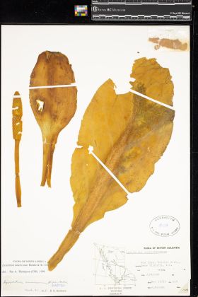 Image representing Lysichiton americanum.