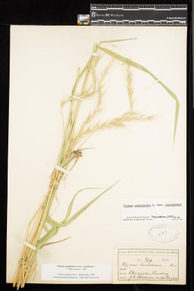Image representing Elymus canadensis ssp. canadensis.