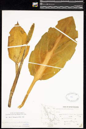 Image representing Lysichiton americanum.