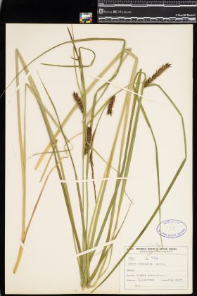 Image representing Carex exsiccata.