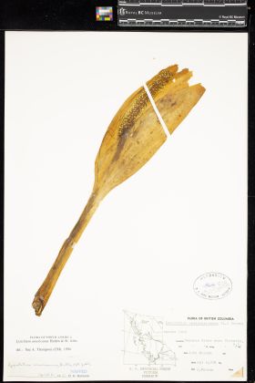 Image representing Lysichiton americanum.