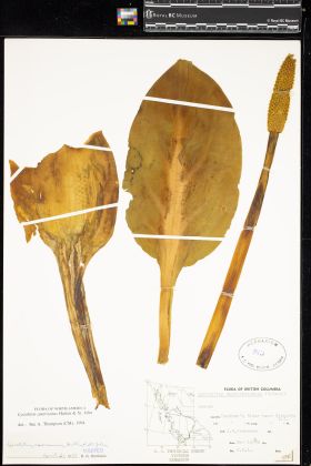 Image representing Lysichiton americanum.