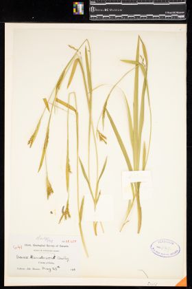 Image representing Carex hendersonii.