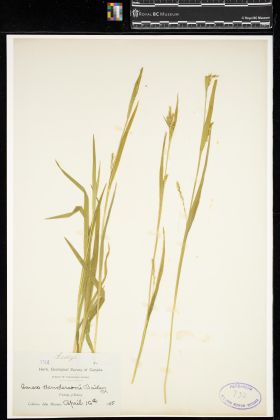 Image representing Carex hendersonii.