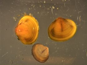 Image representing Corbicula fluminea.