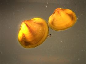 Image representing Corbicula fluminea.