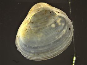 Image representing Corbicula fluminea.