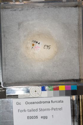 Image representing Hydrobates furcatus.