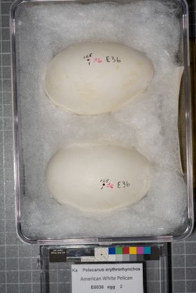 Image representing Pelecanus erythrorhynchos.