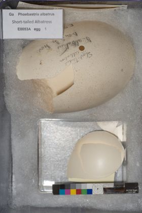 Image representing Phoebastria albatrus.