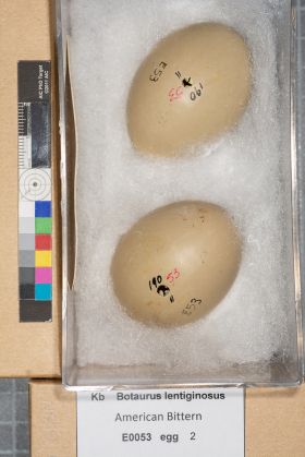 Image representing Botaurus lentiginosus.