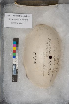 Image representing Phoebastria albatrus.