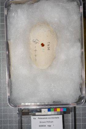 Image representing Pelecanus occidentalis.