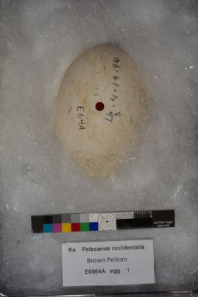 Image representing Pelecanus occidentalis.