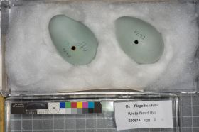 Image representing Plegadis chihi.