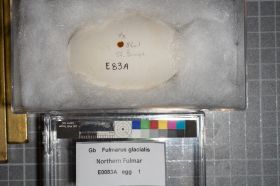 Image representing Fulmarus glacialis.