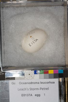 Image representing Hydrobates leucorhous.