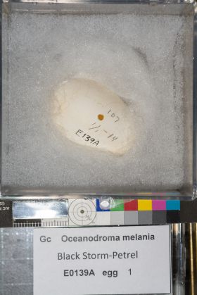 Image representing Hydrobates melania.