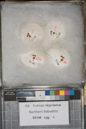 Image representing Colinus virginianus.