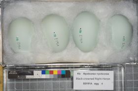 Image representing Nycticorax nycticorax.