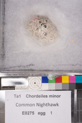 Image representing Chordeiles minor.