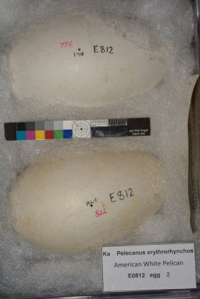 Image representing Pelecanus erythrorhynchos.