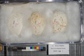 Image representing Buteo lineatus.