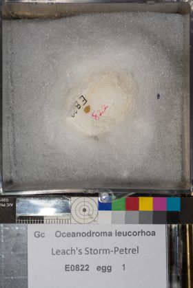 Image representing Hydrobates leucorhous.
