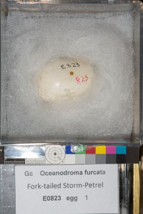 Image representing Hydrobates furcatus.