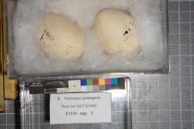 Image representing Podiceps grisegena.