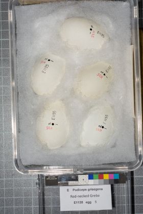 Image representing Podiceps grisegena.