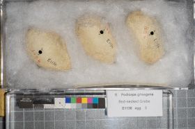 Image representing Podiceps grisegena.