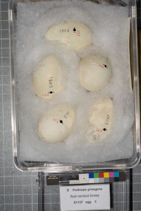 Image representing Podiceps grisegena.