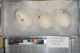Image representing Podiceps grisegena.