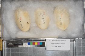 Image representing Podiceps grisegena.