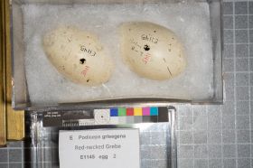 Image representing Podiceps grisegena.