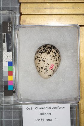 Image representing Charadrius vociferus.