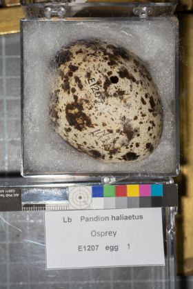 Image representing Pandion haliaetus.